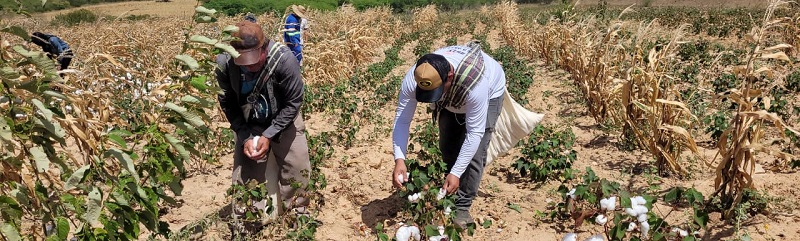 Algodão Agroecológico Potiguar: a maior iniciativa do Nordeste em cultivo consorciado 