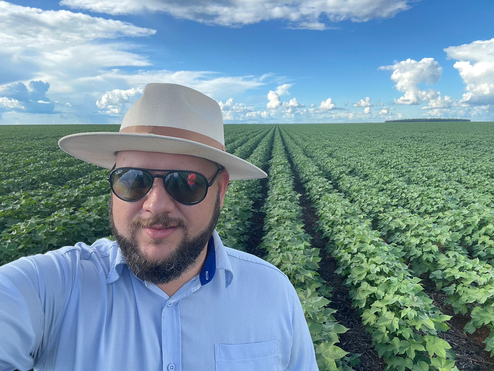 Ácaro-rajado: perdas potenciais da ordem de 20%