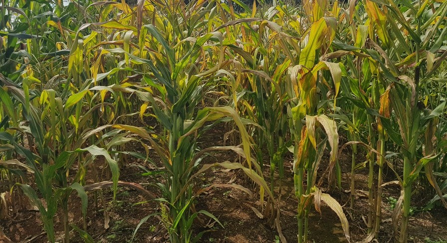Agroquímicos botanicidas devem revolucionar controle da cigarrinha-do-milho