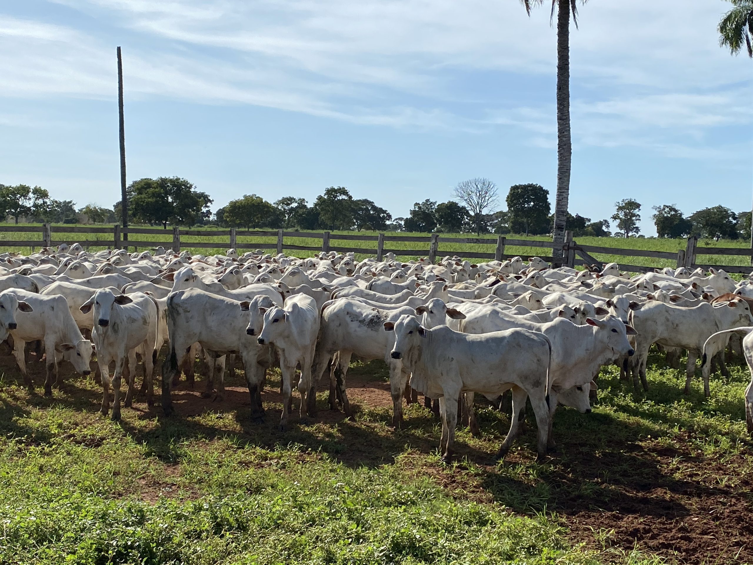 Desmame precoce reduz mortalidade e aumenta prenhez de vacas no Pantanal