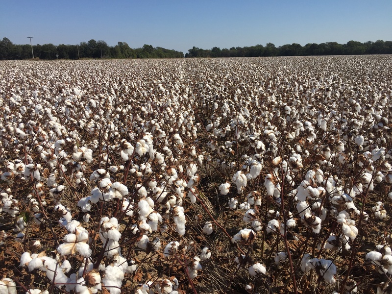 O uso do nitrato de cálcio na produtividade do algodão