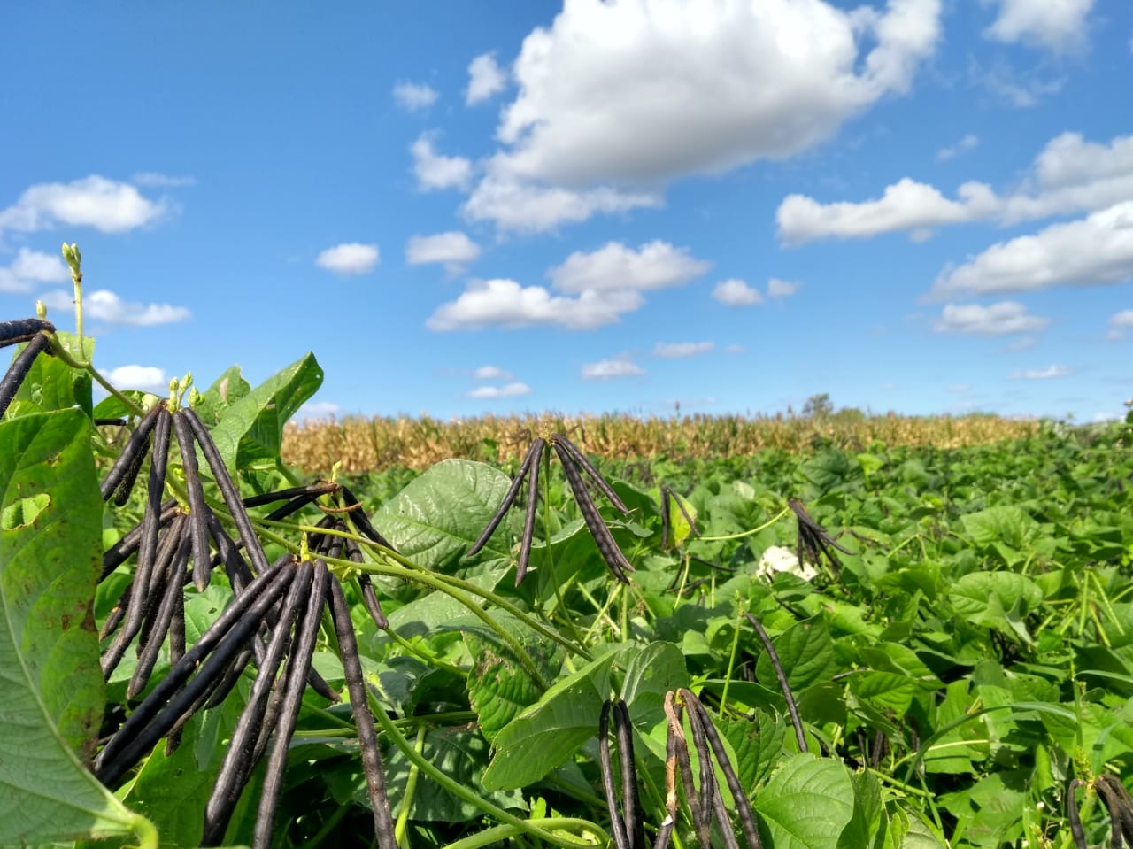 Leguminosas pulses e bioinsumos: uma contribuição ao desenvolvimento sustentável para a agricultura familiar