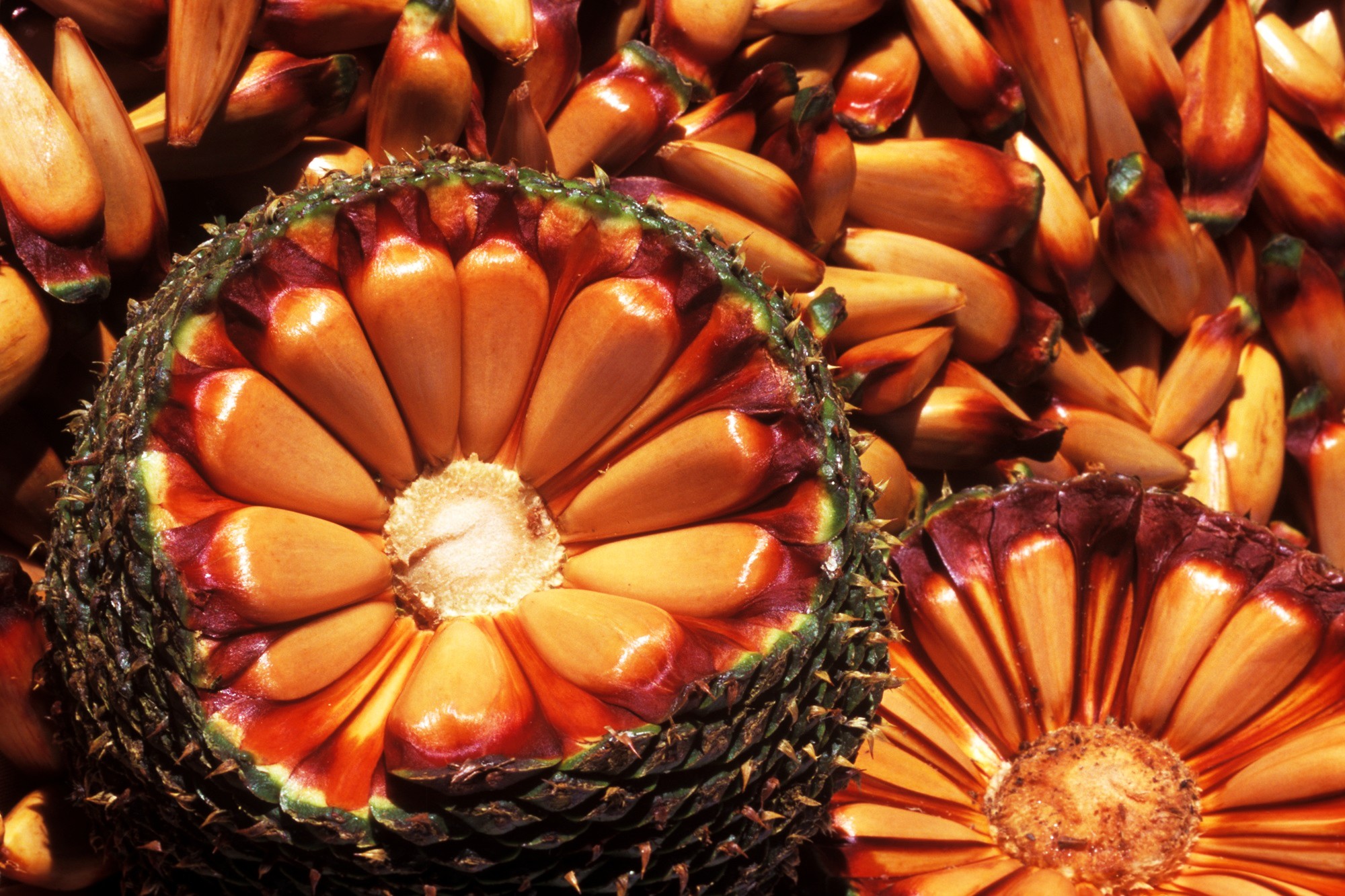 Rastreabilidade e indicação geográfica vão impulsionar cadeia produtiva do pinhão