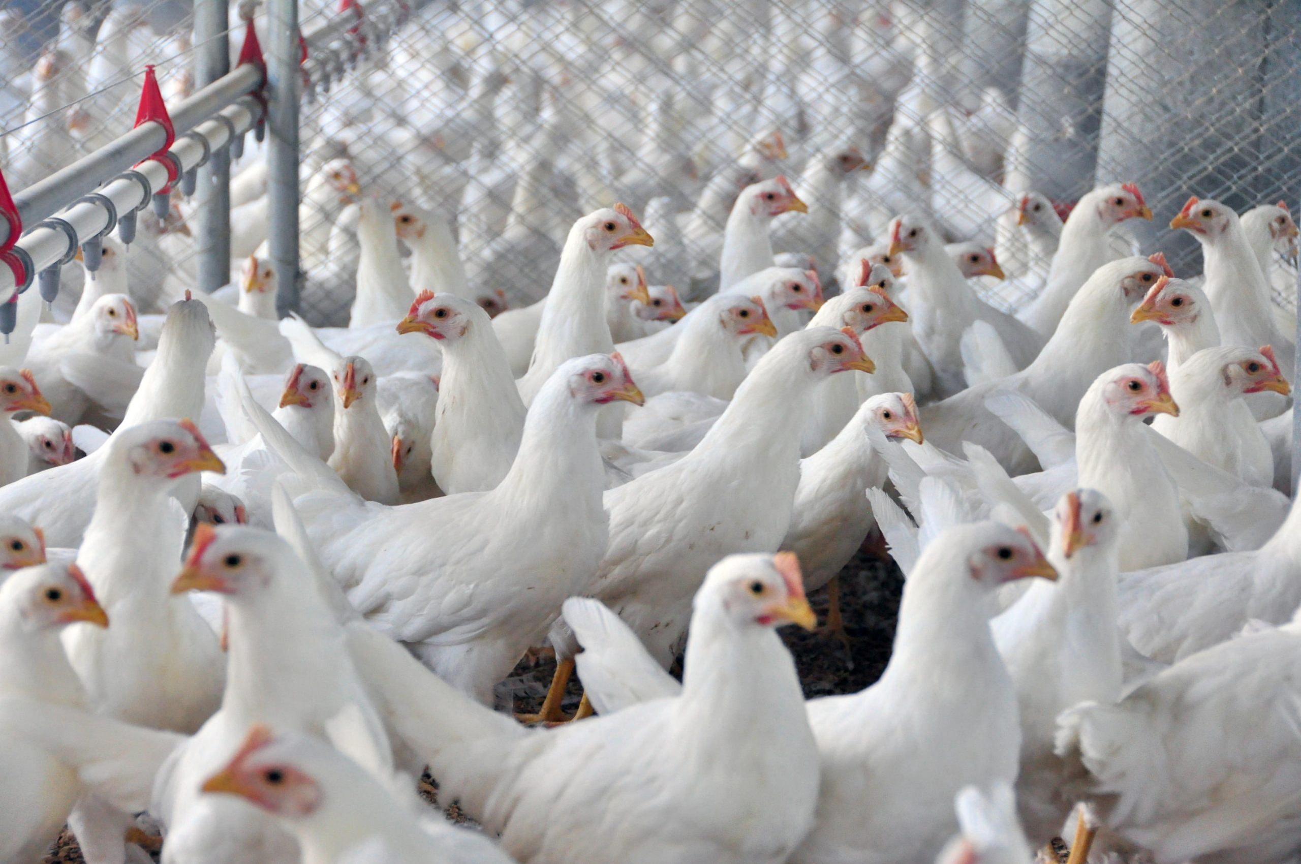Avicultura: potência econômica e pilar da segurança alimentar global