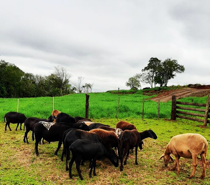 Ovinocultura e milho: produtor alia criação e cultivo no RS