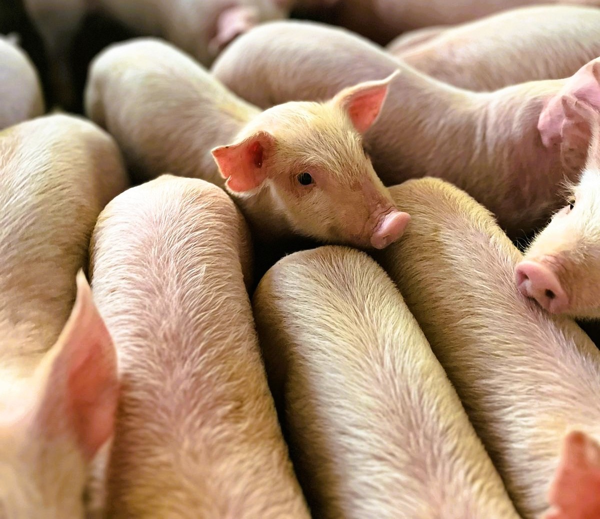 Suinocultura: mercado externo ainda mais promissor para a carne suína