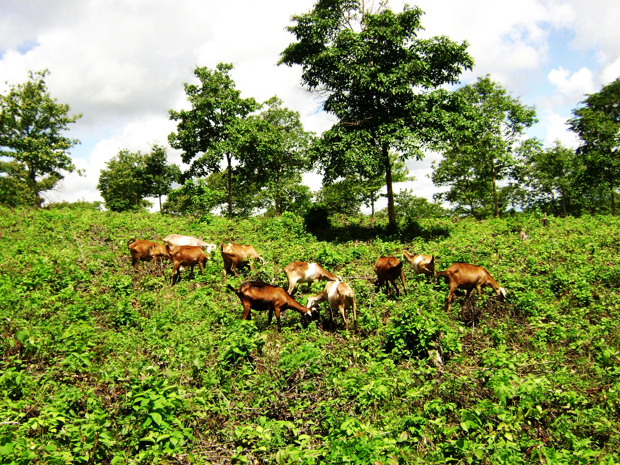 Sistemas agroflorestais ajudam a mitigar emissão de gases de efeito estufa no Semiárido brasileiro