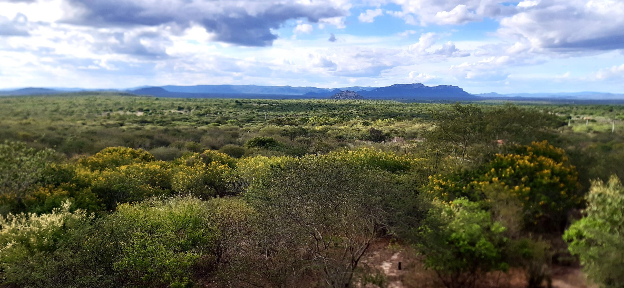 Agricultores familiares produzem hortaliças no Canal do Sertão, em Alagoas
