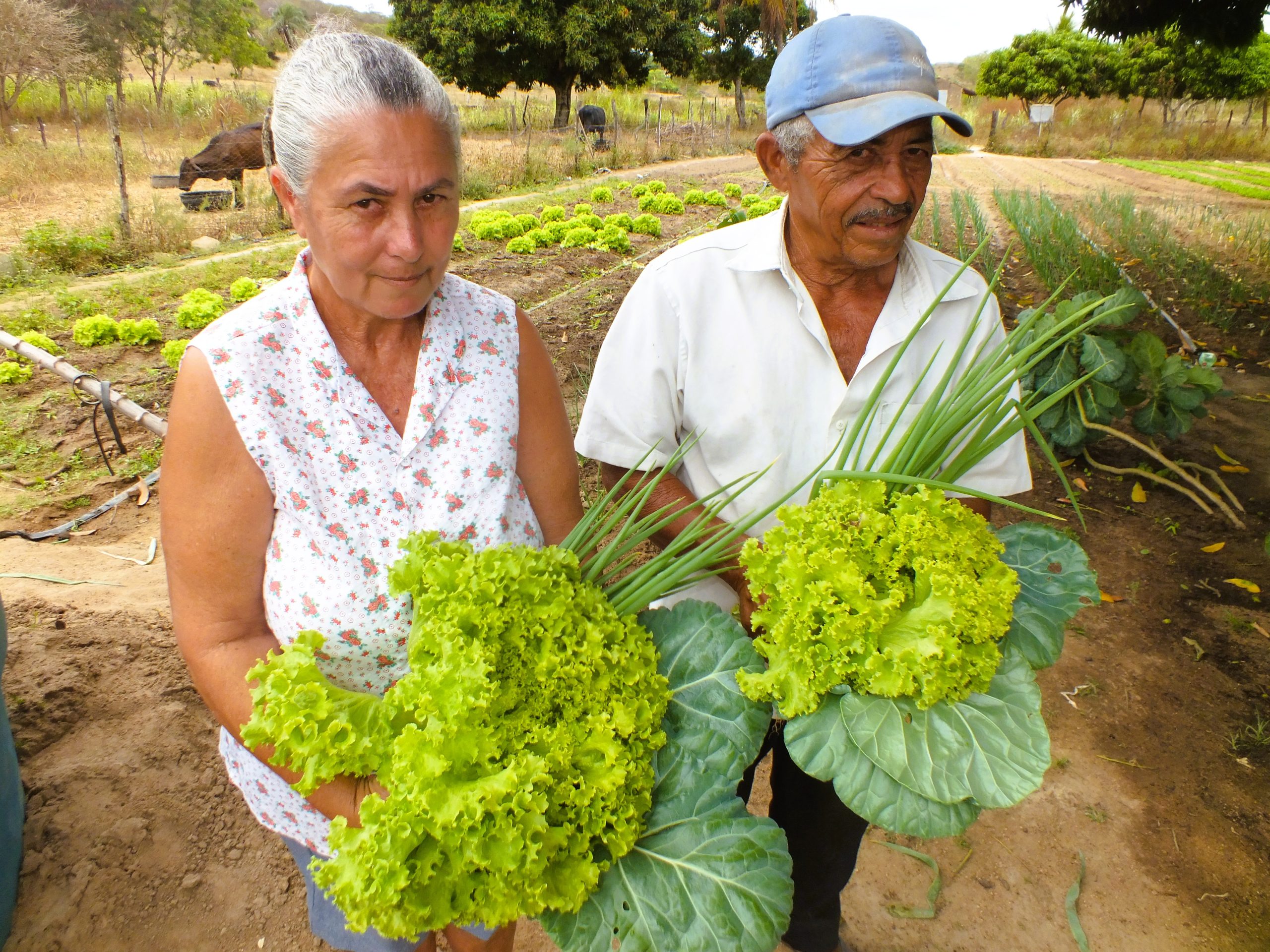 Projeto GuardeÁgua busca soberania alimentar e nutricional para agricultores do Semiárido alagoano