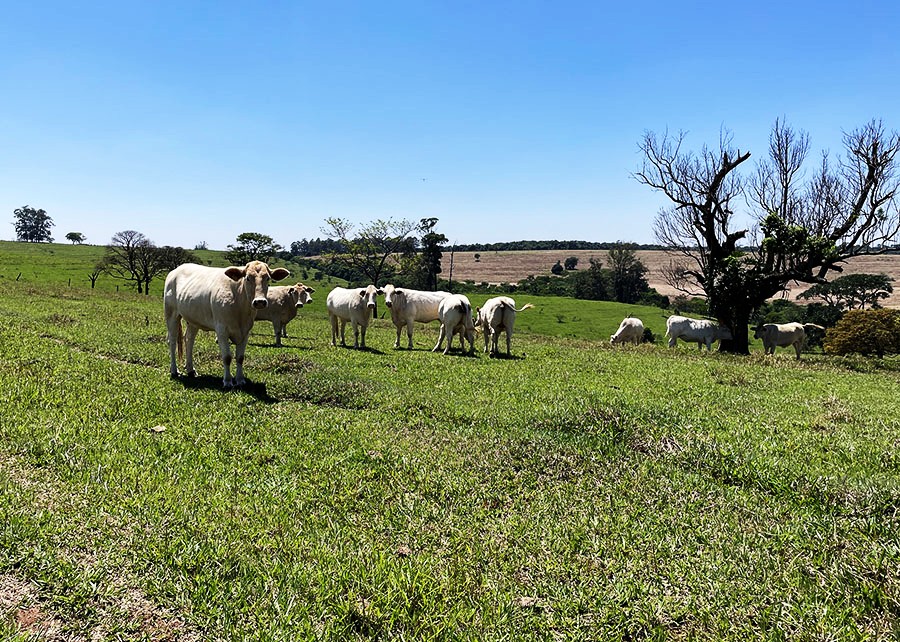 Estudo revela maneiras de aumentar a produtividade da pecuária sem desmatar novas terras