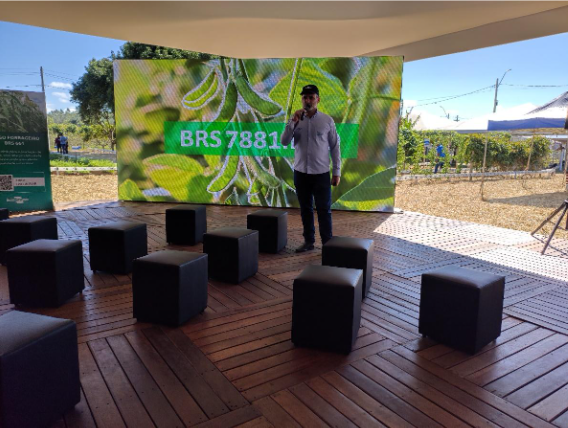 Embrapa Cerrados lança nova cultivar de soja