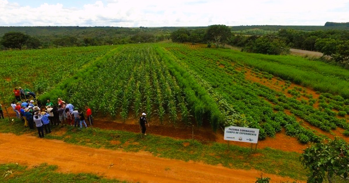 Estratégias agroecológicas garantem alimentos saudáveis e resistência às adversidades climáticas