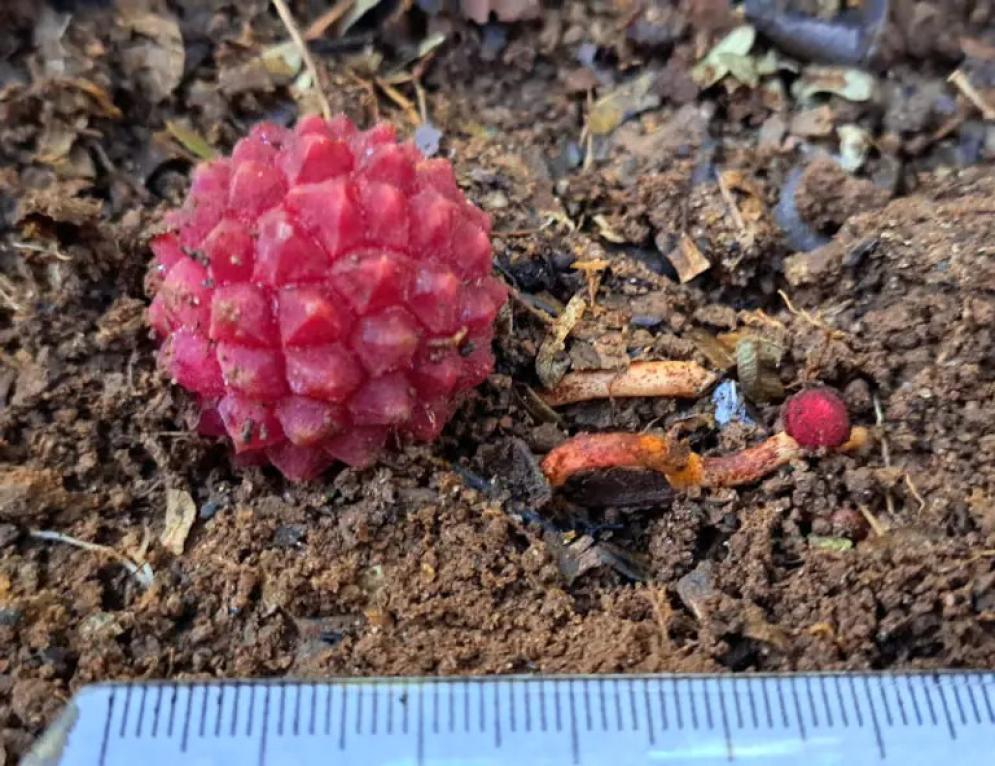 Planta parasita rara encontrada em Maria da Fé é depositada no Herbário PAMG da EPAMIG