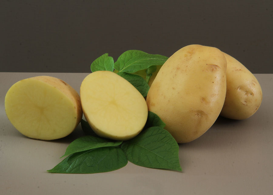 Embrapa lança cultivar de batata para a indústria de chips e palha