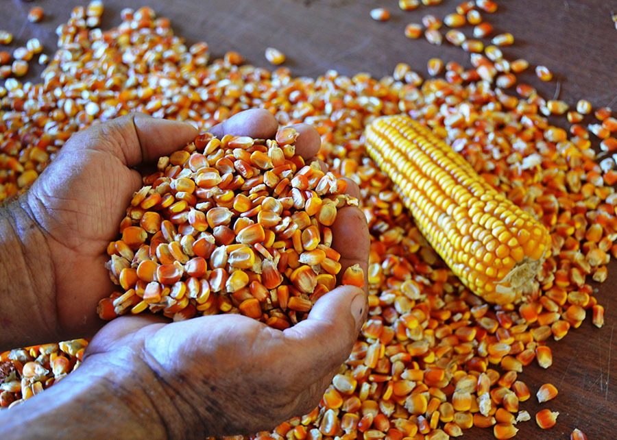 Avaliação mais rápida, precisa, econômica e sustentável