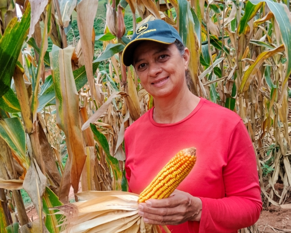 Incaper fomenta produção de milho na agricultura familiar capixaba com sementes e capacitação
