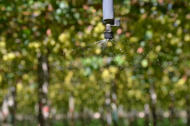 Irriga Certo: Aplicativo para manejo da irrigação em fruteiras tropicais