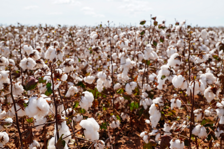 Imea aponta fim da colheita de algodão em Mato Grosso com 100% da área colhida