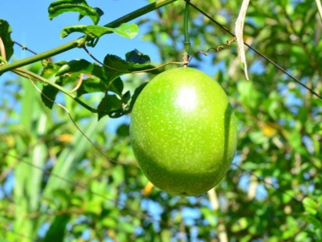 Abelhas também sofrem com o frio e há manejos especiais para o inverno