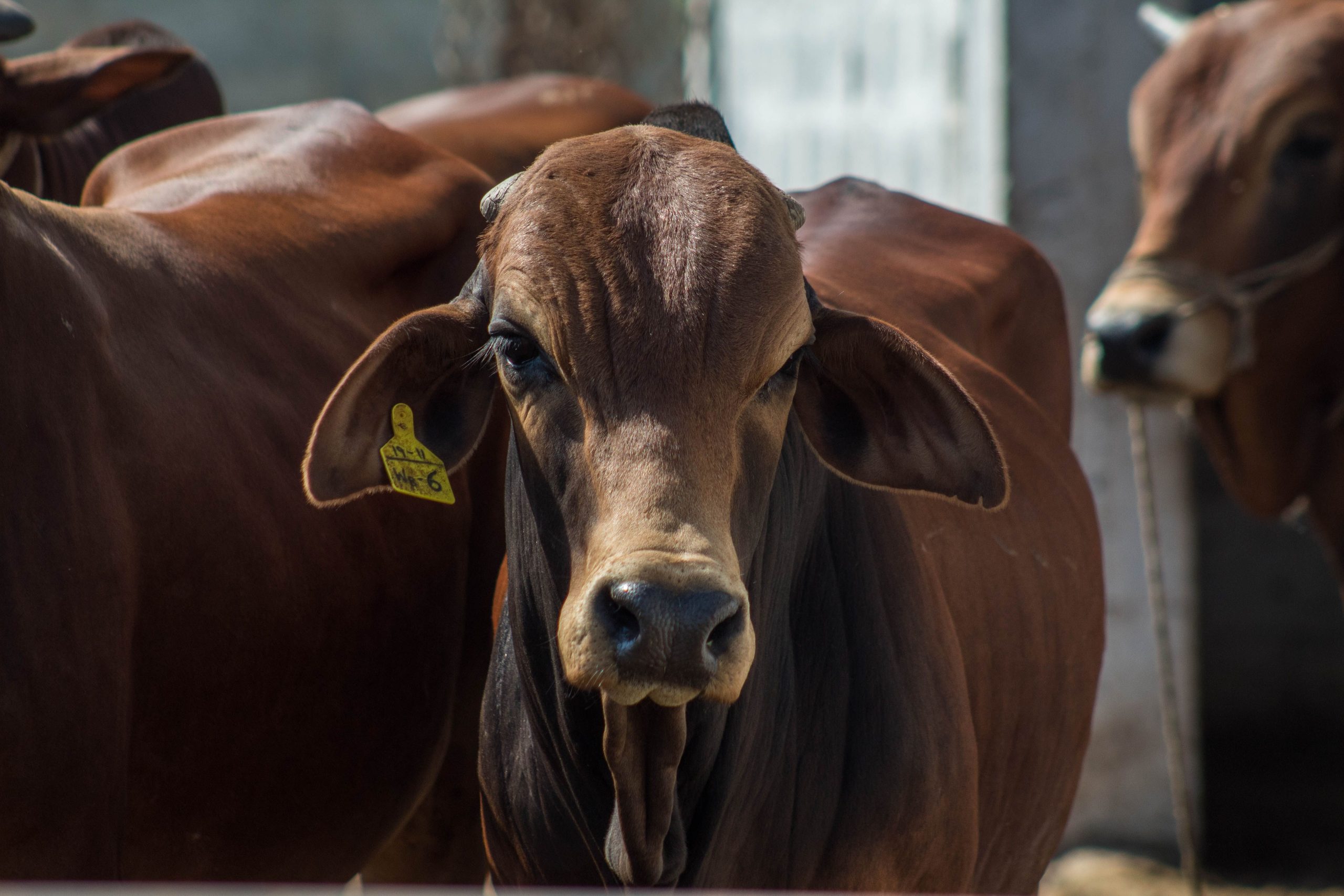 Agronegócio brasileiro registra superávit de US$ 13,49 bilhões em agosto
